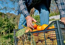 Pipeline Choked – Prices Explode – Farmers Slammed A farmer picking oranges from a crate in an orchard