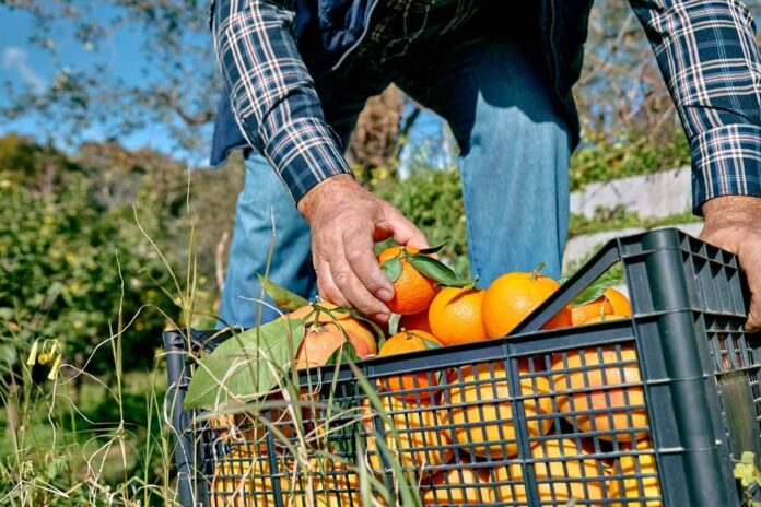 Farmer's,Hand,Taking,Ripe,Natural,Organic,Citrus,Fruit,Or,Mandarin A farmer picking oranges from a crate in an orchard