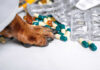 Dog paw on table near scattered capsules and blister packs