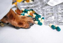 Dog paw on table near scattered capsules and blister packs