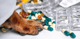 Dog paw on table near scattered capsules and blister packs
