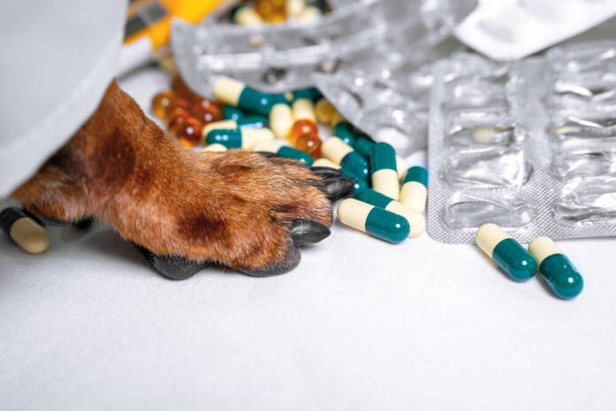 Dog paw on table near scattered capsules and blister packs