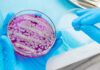 Scientist using a sterile tool to manipulate bacterial culture in a petri dish