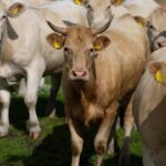 Horned tan cow stands among a herd in a grassy pasture