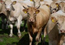 Horned tan cow stands among a herd in a grassy pasture