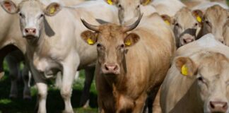 Horned tan cow stands among a herd in a grassy pasture