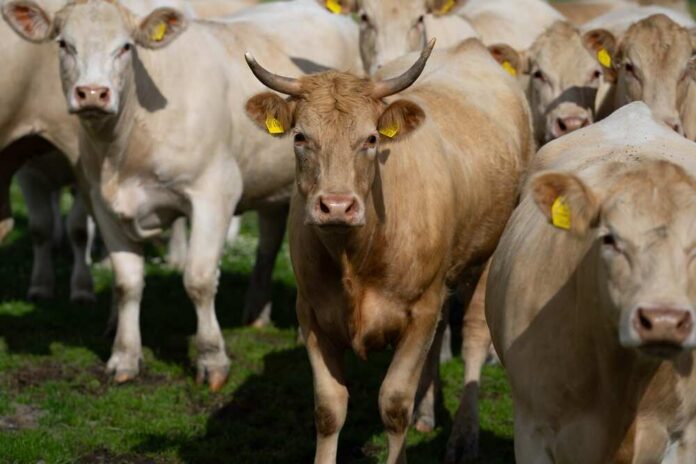 Horned tan cow stands among a herd in a grassy pasture